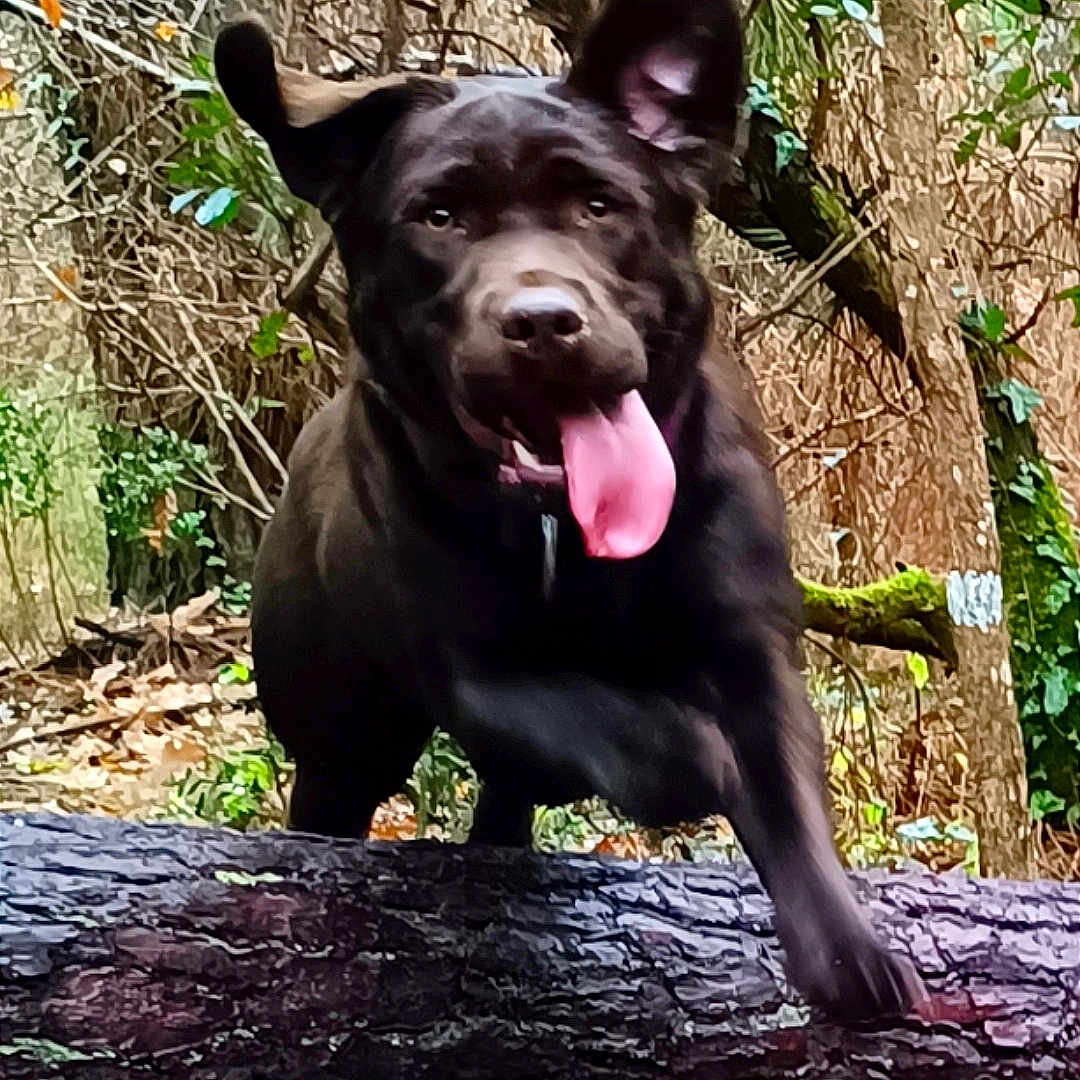 Choco a rejoint le concours — aidez-le/la à gagner de superbes lots ! animal, canine, dog, face, grass, grove, jungle, labradorretriever, land, nature, outdoors, pet, plant, puppy, rainforest, rock, tree, treetrunk, vegetation, woodland
