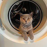 Malo a rejoint le concours — aidez-le/la à gagner de superbes lots ! abyssinian, animal, appliance, cat, device, electricaldevice, laundry, pet, washer