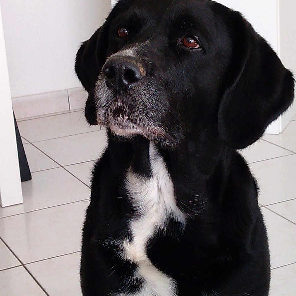 Sokette a rejoint le concours — aidez-le/la à gagner de superbes lots ! animal, attentive, black_dog, canine, companion, dog, domestic_animal, ears, fur, house, indoor, looking_away, mammal, pet, portrait, quiet, sitting, snout, tile_floor, white_chest