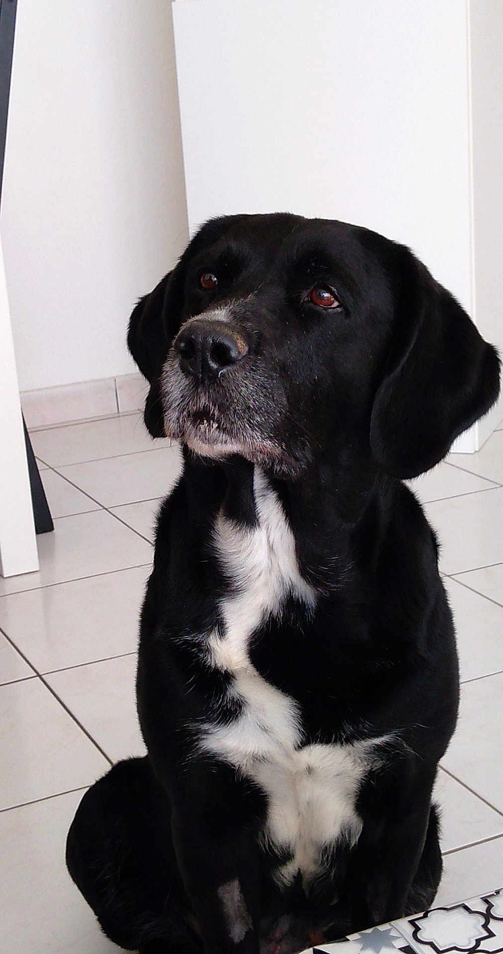 Sokette a rejoint le concours — aidez-le/la à gagner de superbes lots ! dog, black_dog, white_chest, sitting, indoor, tile_floor, pet, canine, attentive, animal, portrait, mammal, companion, house, domestic_animal, fur, looking_away, ears, snout, quiet