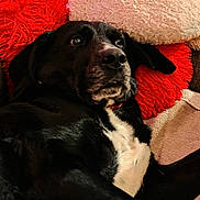 Sokette a rejoint le concours — aidez-le/la à gagner de superbes lots ! dog, black_and_white, couch, pillow, indoor, pet, animal, fur, relaxed, closeup, snout, ears, face, resting, cozy, home, furniture, comfort, looking, lying_down
