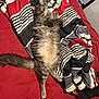 cat, feline, gray_cat, fluffy, bed, blanket, striped_blanket, red_bedspread, fur, belly, paws, tail, whiskers, indoor, pet, lounging, relaxed, sleepy, portrait, cozy