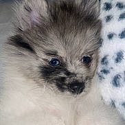 Little Boy Blue joined the competition — help win amazing prizes! puppy, dog, fluffy, cute, closeup, pet, animal, snuggling, soft, white, gray, fur, toy, plush, hand, cozy, indoor, portrait, sleepy, adorable