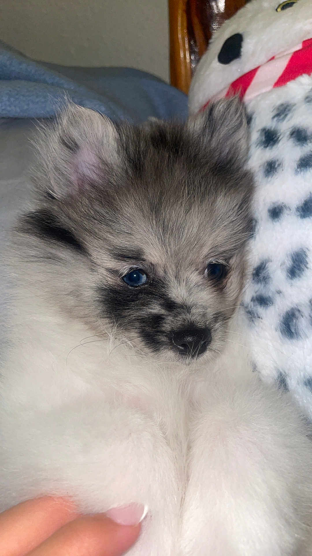Little Boy Blue joined the competition — help win amazing prizes! puppy, dog, fluffy, cute, closeup, pet, animal, snuggling, soft, white, gray, fur, toy, plush, hand, cozy, indoor, portrait, sleepy, adorable