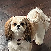 Lexi is registered to the contest to win money with this photo: dog, small_dog, fluffy, indoor, wooden_floor, pet, collar, bow, cute, animal, companion, domestic, standing, fur, adorable, looking_at_camera, brown_and_white, flooring, tail, ears