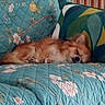 cat, orange_cat, sleeping, sleepy, pet, animal, feline, bed, quilt, blanket, floral, blue, cozy, indoors, bedroom, wooden_headboard, resting, nap, relaxed, closeup
