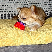 Pokemon a rejoint le concours — aidez-le/la à gagner de superbes lots ! dog, small_dog, puppy, canine, brown_fur, white_fur, floppy_ears, face, eyes, nose, mouth, toy, red_toy, blanket, bed, bedding, cozy, indoor, resting, portrait