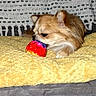 dog, small_dog, puppy, canine, brown_fur, white_fur, floppy_ears, face, eyes, nose, mouth, toy, red_toy, blanket, bed, bedding, cozy, indoor, resting, portrait