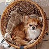 dog, small_dog, fluffy, brown_and_white, pet, animal, basket, wicker, basket_chair, blanket, toy, indoor, home, tile_floor, wall, seated, portrait, serious_expression, long_fur, cozy