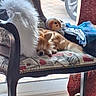 cat, sleeping, orange_cat, fluffy, pet, chair, furniture, indoor, window, sunlight, toy, plush_toy, feather_duster, cushion, patterned_fabric, home, tile_floor, car, relaxed, cozy