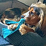 Vaitu participe au concours pour gagner de l'argent avec cette photo : animal, bed, blue, brown, canine, closeup, comfort, cozy, cute, dog, ears, fur, indoor, nose, paw, pet, playful, resting, texture, toy