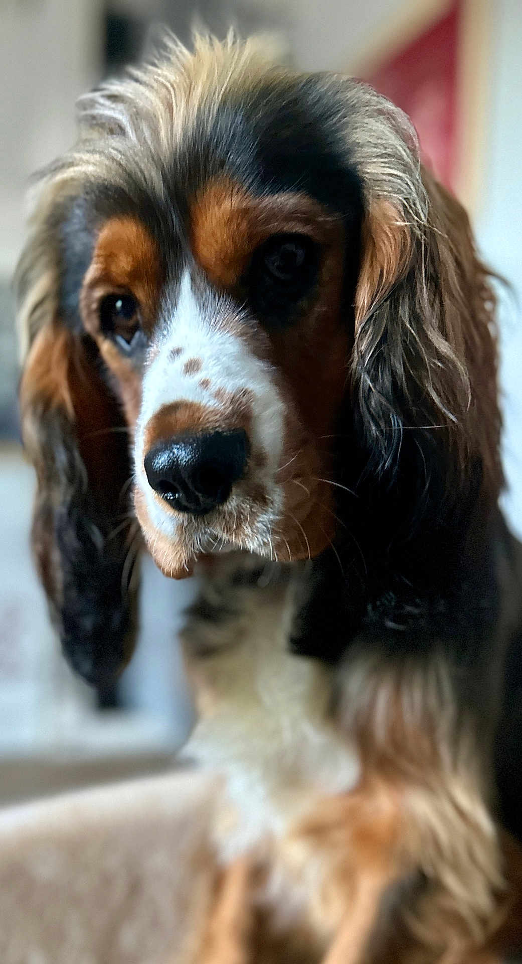 Vaitu a rejoint le concours — aidez-le/la à gagner de superbes lots ! animal, black_fur, brown_and_white, canine, close_up, companion, cute, dog, domestic_animal, fluffy, furry, indoor, long_ears, looking_away, muzzle, nose, pet, portrait, soft_focus, whiskers