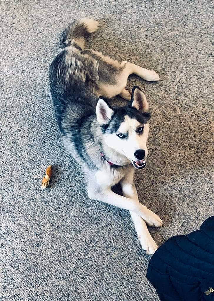 Opal is registered to the contest to win money with this photo: asphalt, canidae, canis, carnivore, companion_dog, dog, dog_breed, fawn, fur, paw, road_surface, shadow, siberian_husky, sled_dog, snout, sporting_group, tail, tree, working_animal, working_dog