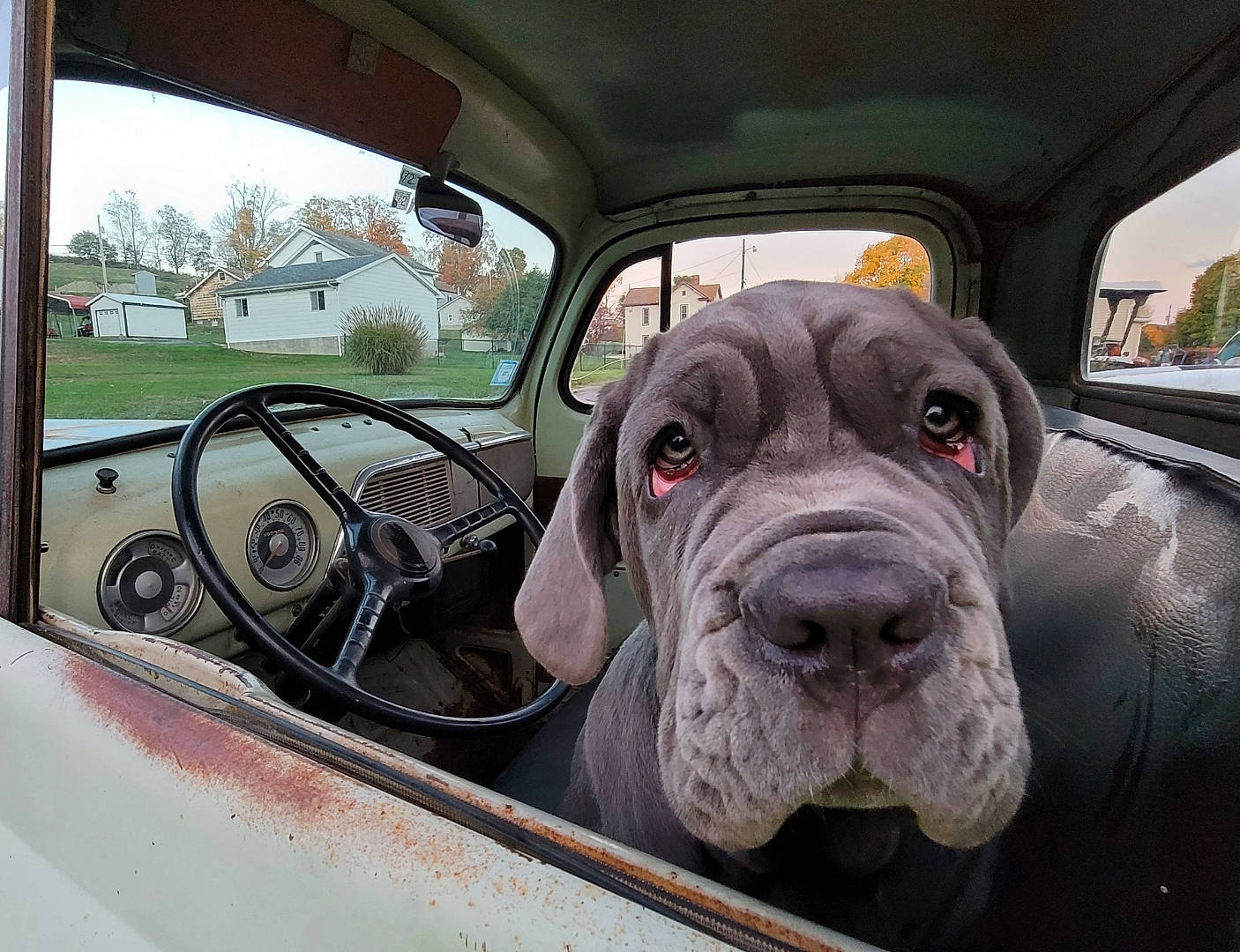 Olive Rose is registered to the contest to win money with this photo: ancient_dog_breeds, canidae, carnivore, dog, dog_breed, fawn, giant_dog_breed, great_dane, guard_dog, korean_mastiff, mammal, molosser, neapolitan_mastiff, non_sporting_group, snout, sporting_group, working_dog