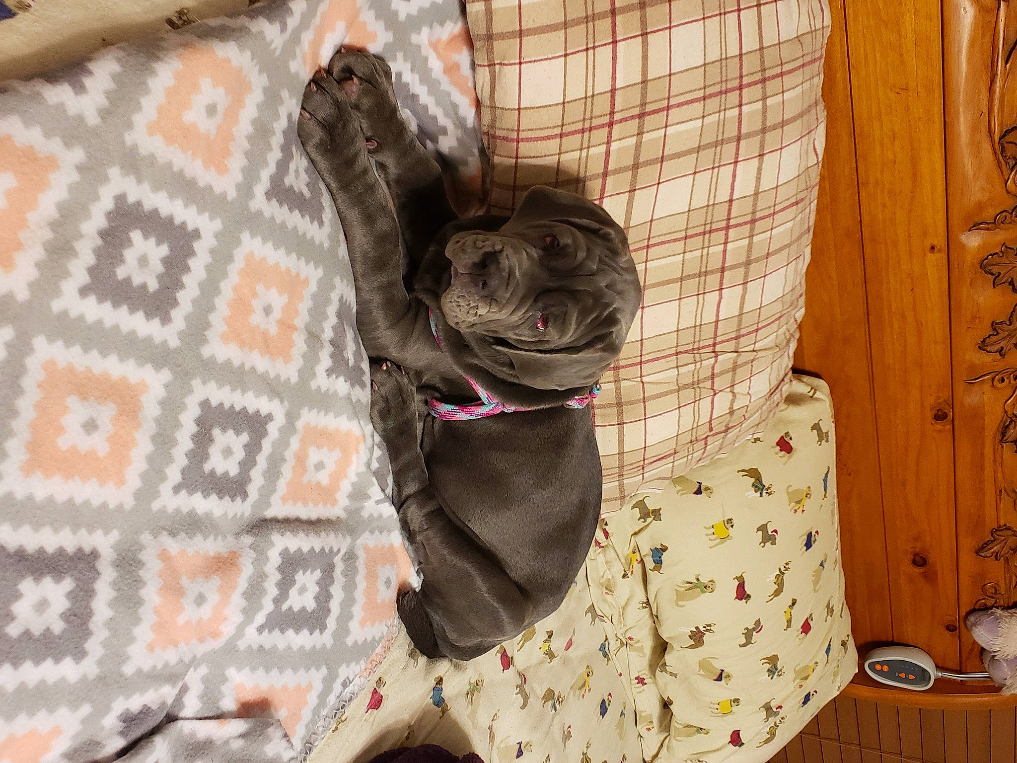 Olive Rose is registered to the contest to win money with this photo: canidae, carnivore, companion_dog, dog, dog_breed, fawn, french_bulldog, non_sporting_group, pattern, pug, puppy, sporting_group, toy_dog