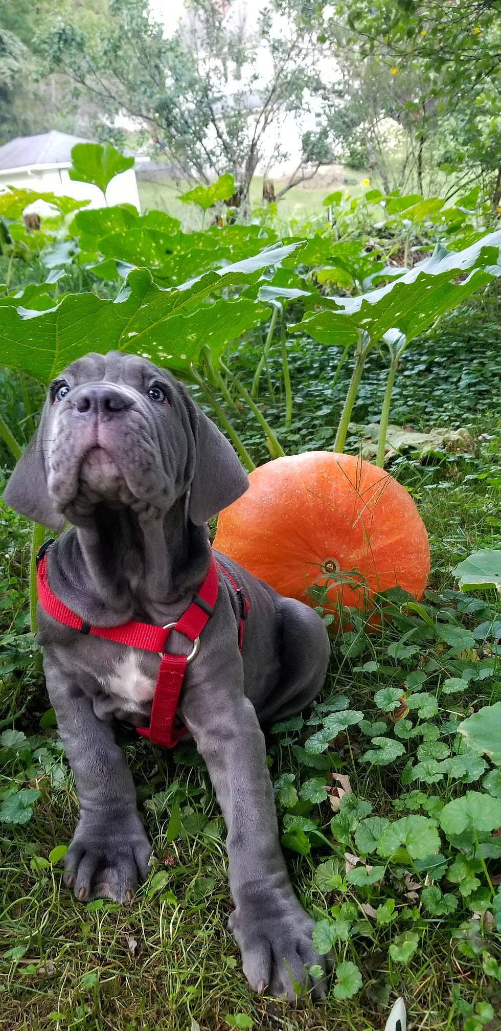 Olive Rose is registered to the contest to win money with this photo: canidae, carnivore, companion_dog, dog, dog_breed, fawn, grass, mammal, neapolitan_mastiff, non_sporting_group, snout, sporting_group, vertebrate, working_dog