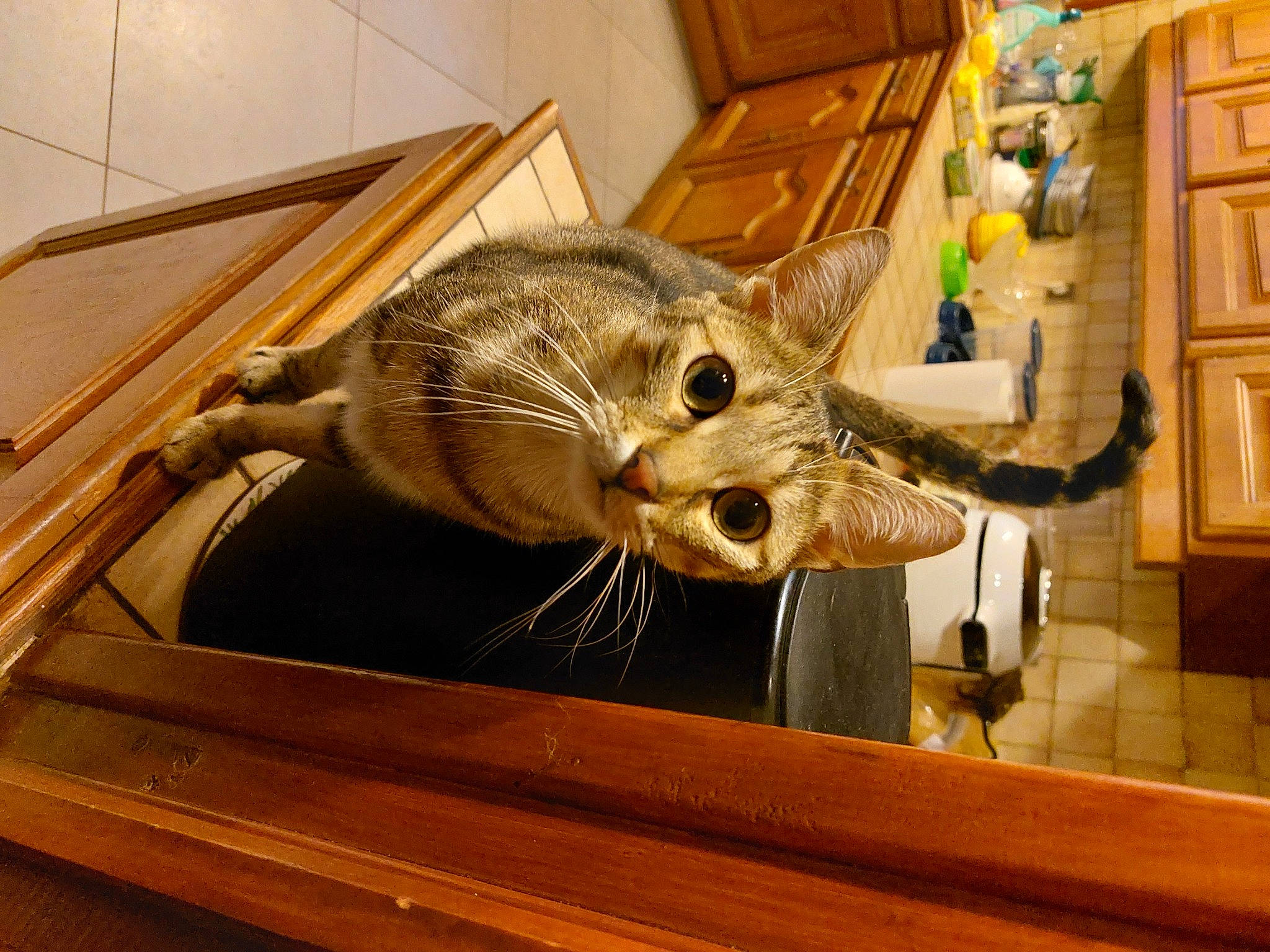 Princesse participe au concours pour gagner de l'argent avec cette photo : carving, cat, claw, comfort, fawn, felidae, fur, glass, hardwood, metal, natural_material, recreation, room, small_to_medium_sized_cats, snout, tail, terrestrial_animal, whiskers, wildlife, wood