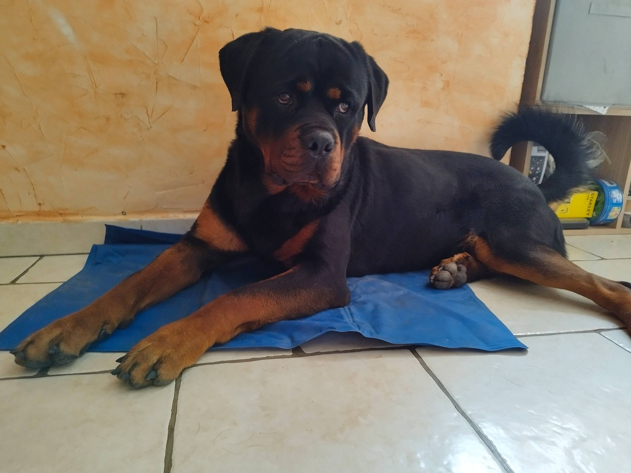 Banksy participe au concours pour gagner de l'argent avec cette photo : art, boxer, canidae, carnivore, companion_dog, dog, dog_breed, fawn, flooring, guard_dog, hardwood, molosser, plant, rottweiler, snout, sporting_group, television, wood, working_animal, working_dog