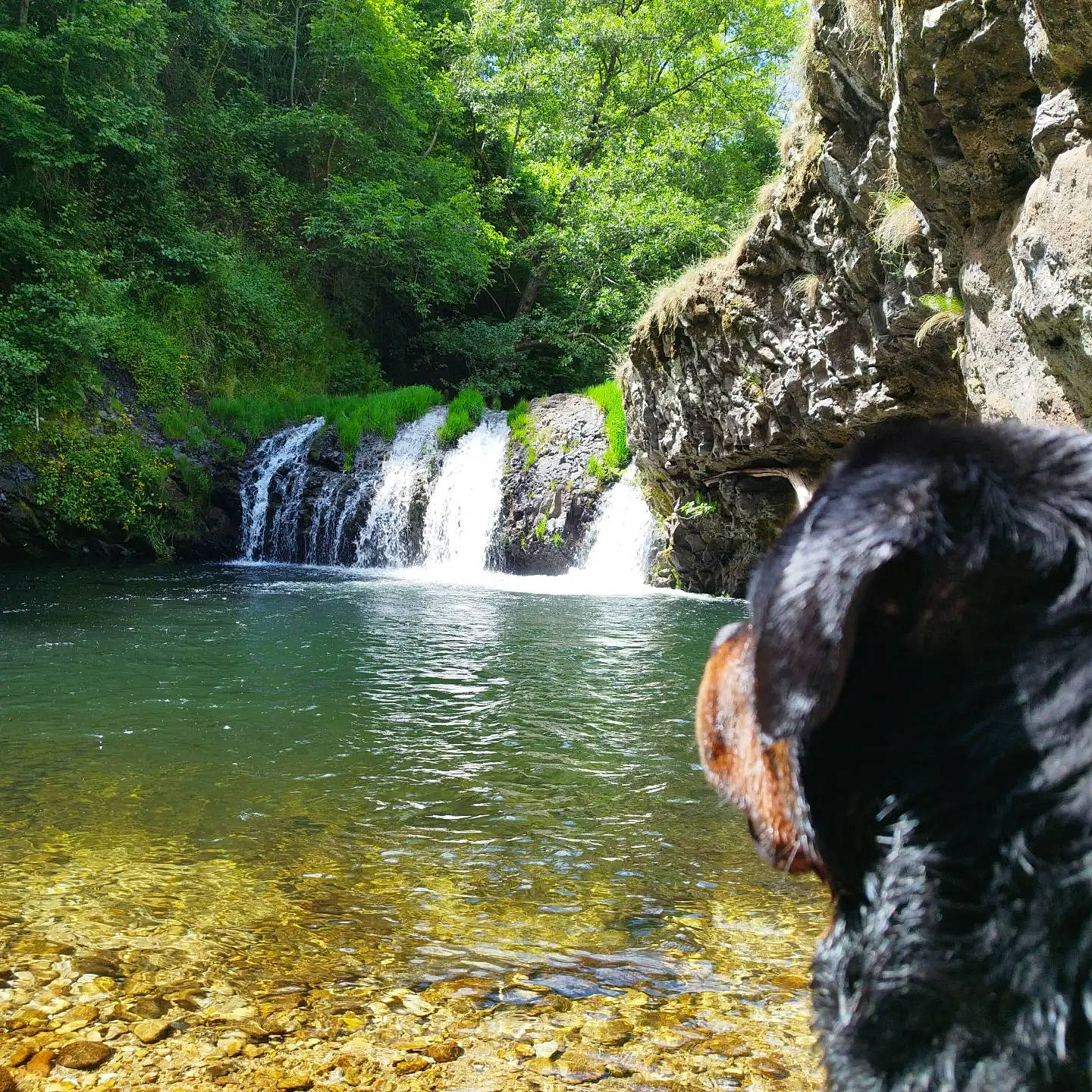 Banksy a rejoint le concours — aidez-le/la à gagner de superbes lots ! botany, carnivore, chute, dog, dog_breed, fluvial_landforms_of_streams, forest, lake, landscape, leisure, natural_landscape, nature, plant, riparian_zone, spring, tree, water, water_resources, watercourse, waterfall