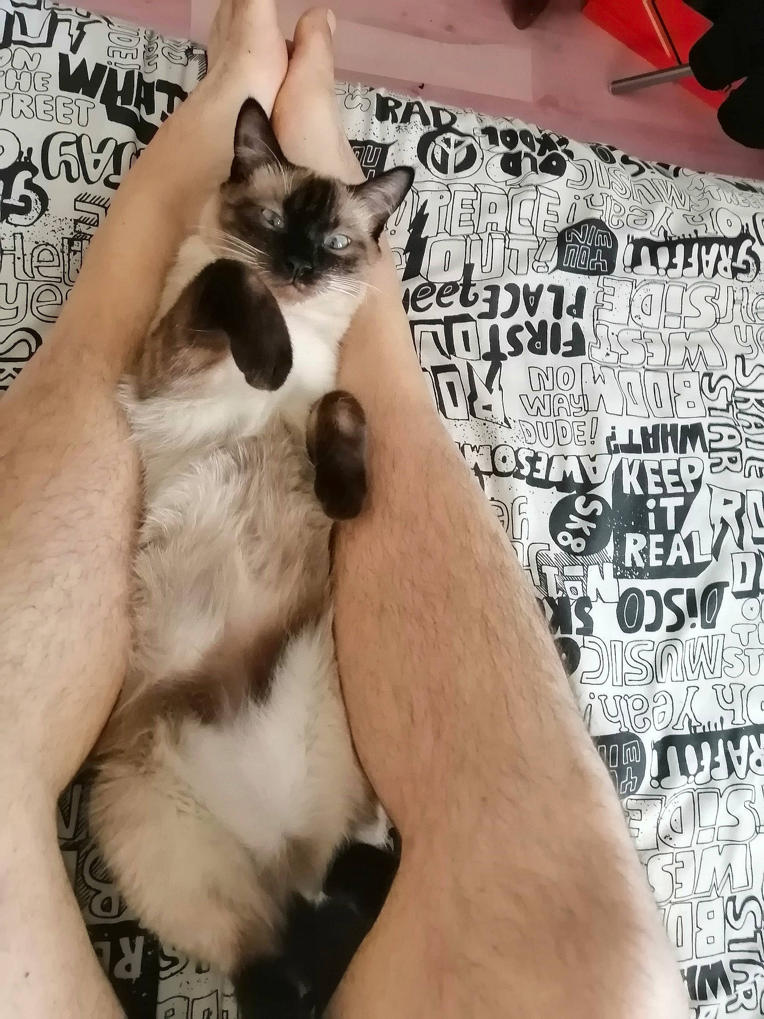 Lou a rejoint le concours — aidez-le/la à gagner de superbes lots ! carnivore, cat, comfort, companion_dog, eyewear, fawn, felidae, finger, fur, gesture, hand, happy, siamese, small_to_medium_sized_cats, snout, t_shirt, tail, thai, whiskers, wrist