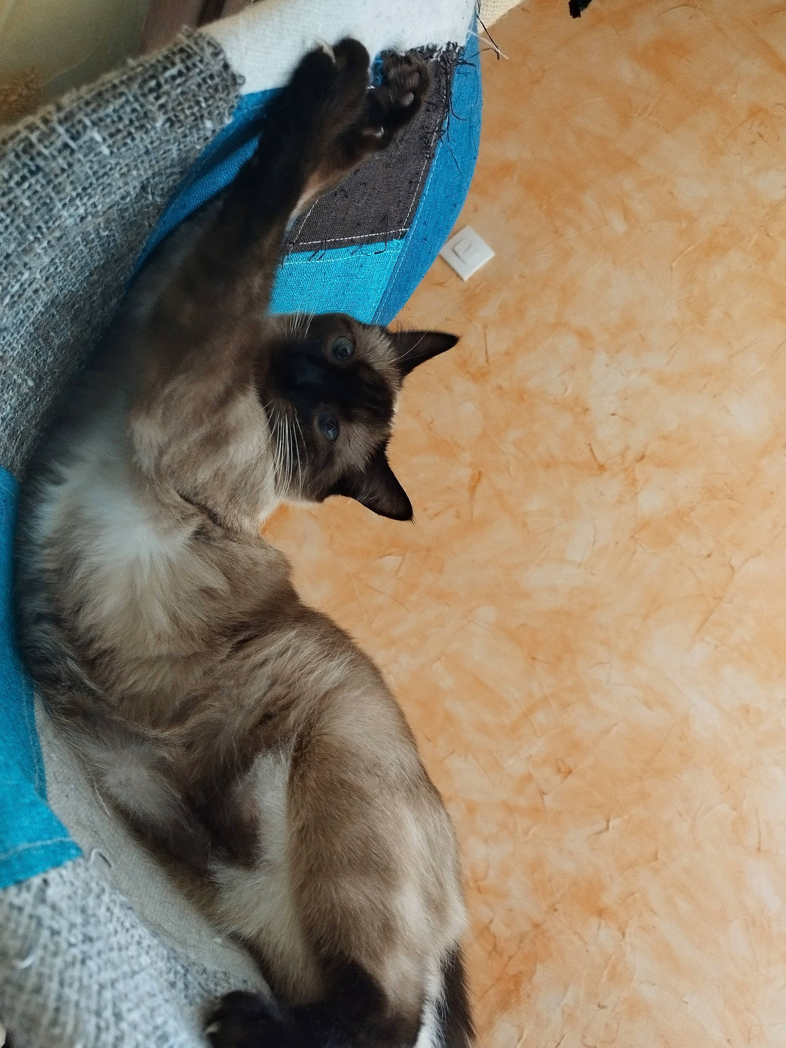 Lou a rejoint le concours — aidez-le/la à gagner de superbes lots ! bat, carnivore, claw, collar, companion_dog, dog, dog_breed, dog_supply, electric_blue, fawn, felidae, flooring, fur, paw, small_to_medium_sized_cats, sporting_group, tail, whiskers, wing, wood