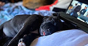 Rosemary joined the competition — help win amazing prizes! dog, sleeping, black_dog, tongue_out, bed, blanket, cat, tablet, indoor, cozy, resting, paw, animal, pet, relaxing, furniture, closeup, blurred_background, soft_light, nap