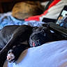 dog, sleeping, black_dog, tongue_out, bed, blanket, cat, tablet, indoor, cozy, resting, paw, animal, pet, relaxing, furniture, closeup, blurred_background, soft_light, nap