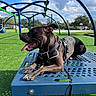dog, black_dog, bench, playground, outdoor, blue_bench, grass, sky, clouds, harness, leash, park, trees, sunlight, recreation, pet, animal, daytime, happy, tongue_out