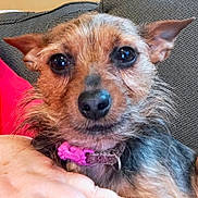Tinky is registered to the contest to win money with this photo: animal, black_fur, brown_fur, canine, close_up, collar, couch, cute, dog, domestic, ears, face, friendly, human_hand, indoor, pet, pink, portrait, red_clothing, scruffy