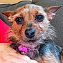 animal, black_fur, brown_fur, canine, close_up, collar, couch, cute, dog, domestic, ears, face, friendly, human_hand, indoor, pet, pink, portrait, red_clothing, scruffy