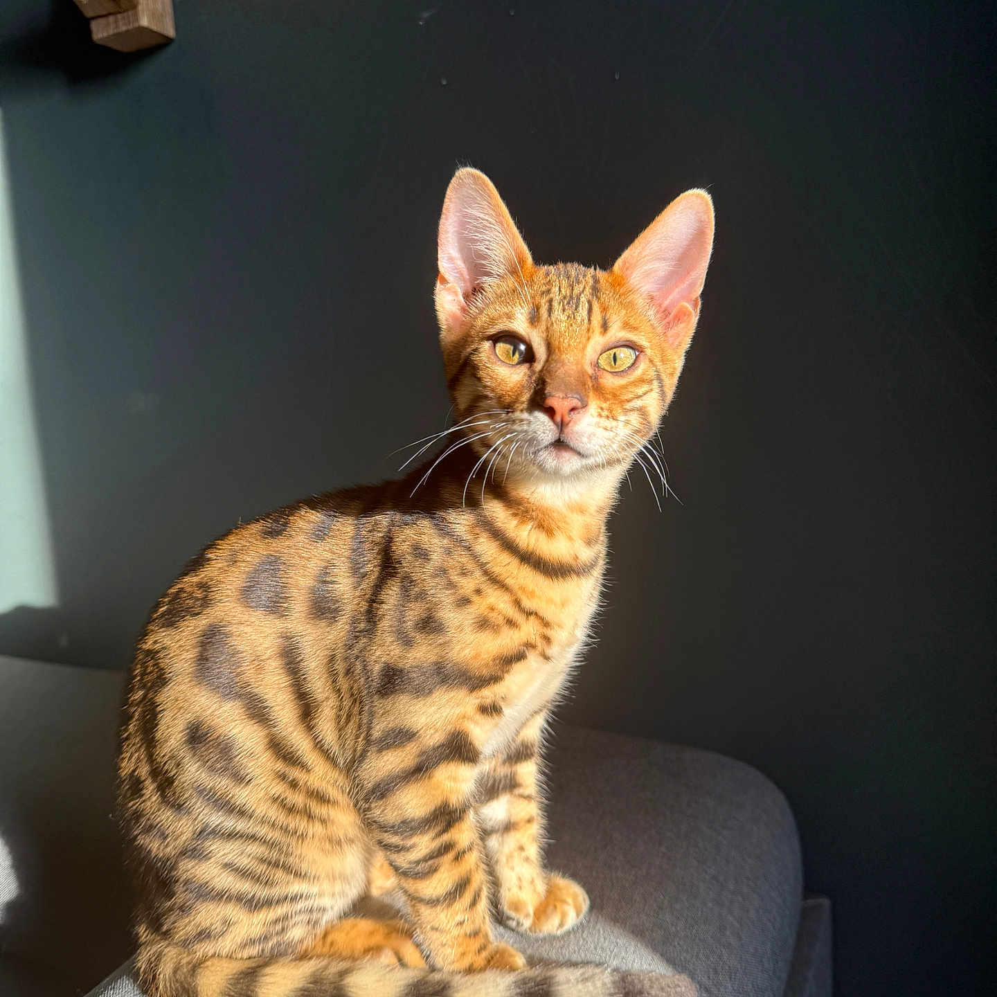 Arlo