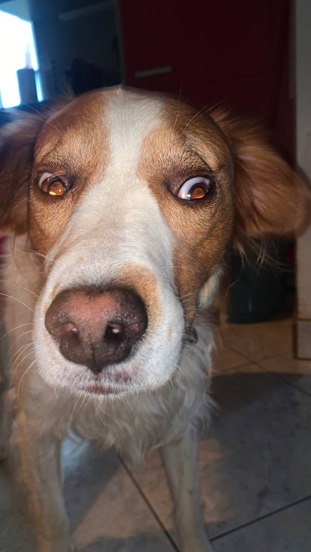 Junior participe au concours pour gagner de l'argent avec cette photo : canidae, carnivore, companion_dog, dog, dog_breed, fur, hound, scent_hound, snout, sporting_group, whiskers, working_animal