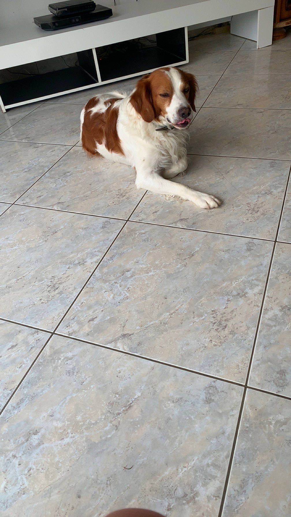 Junior participe au concours pour gagner de l'argent avec cette photo : asphalt, canidae, carnivore, companion_dog, concrete, dog, dog_breed, door, fawn, floor, flooring, hardwood, liver, road_surface, sidewalk, snout, sporting_group, tail, tile_flooring, wood