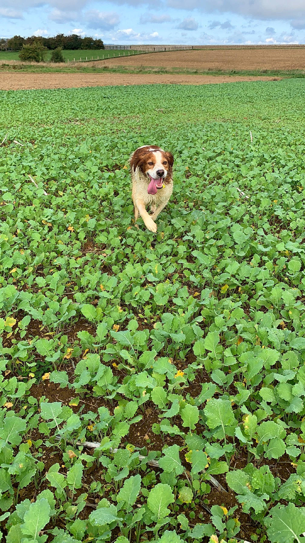 Junior a rejoint le concours — aidez-le/la à gagner de superbes lots ! agriculture, carnivore, companion_dog, dog, dog_breed, fawn, field, flowering_plant, grass, grass_family, grassland, green, groundcover, landscape, natural_landscape, pasture, plant, shrub, sky, soil