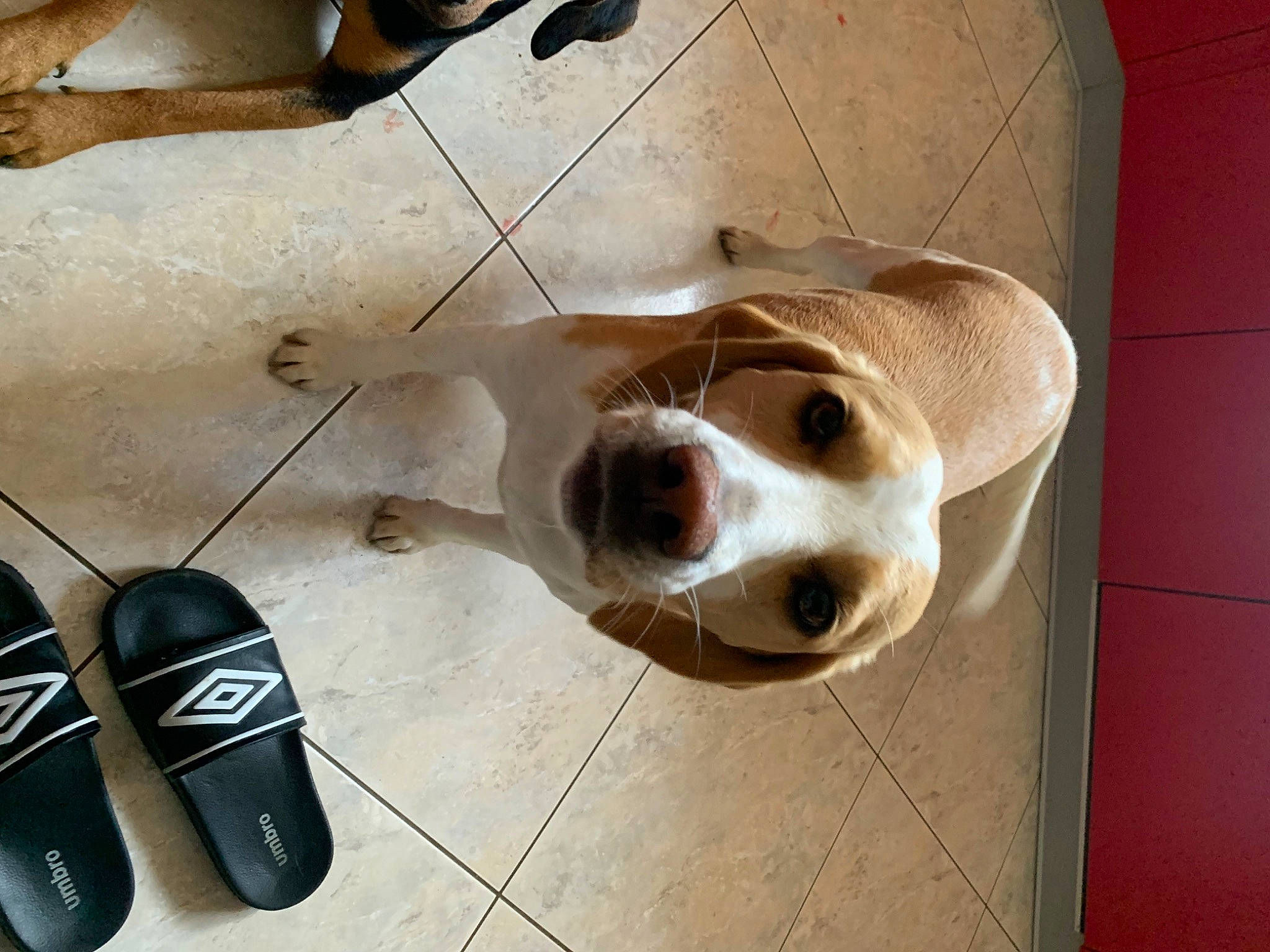 Lili participe au concours pour gagner de l'argent avec cette photo : ball, carnivore, companion_dog, dog, dog_breed, dog_supply, fashion_accessory, fawn, floor, flooring, foot, fur, hardwood, human_leg, pet_supply, snout, toy, whiskers, wood, working_animal