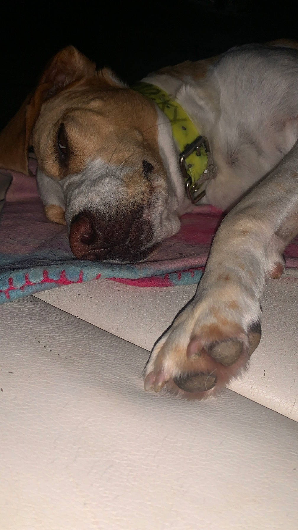 Lili participe au concours pour gagner de l'argent avec cette photo : canidae, carnivore, comfort, companion_dog, dog, dog_breed, fawn, fur, guard_dog, liver, nap, non_sporting_group, paw, sleep, snout, sporting_group, terrestrial_animal, whiskers, working_animal, wrinkle