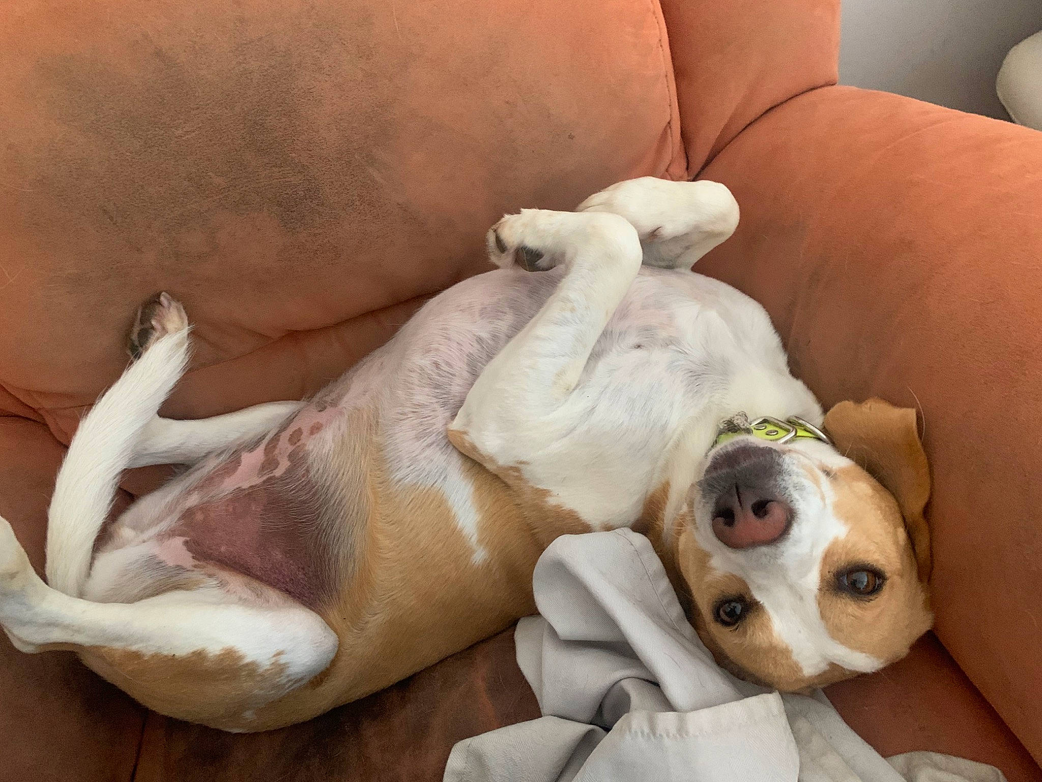 Lili participe au concours pour gagner de l'argent avec cette photo : canidae, carnivore, comfort, companion_dog, couch, dog, dog_breed, dog_supply, fawn, fur, human_leg, linens, nap, non_sporting_group, paw, sleep, snout, sporting_group, whiskers, working_animal