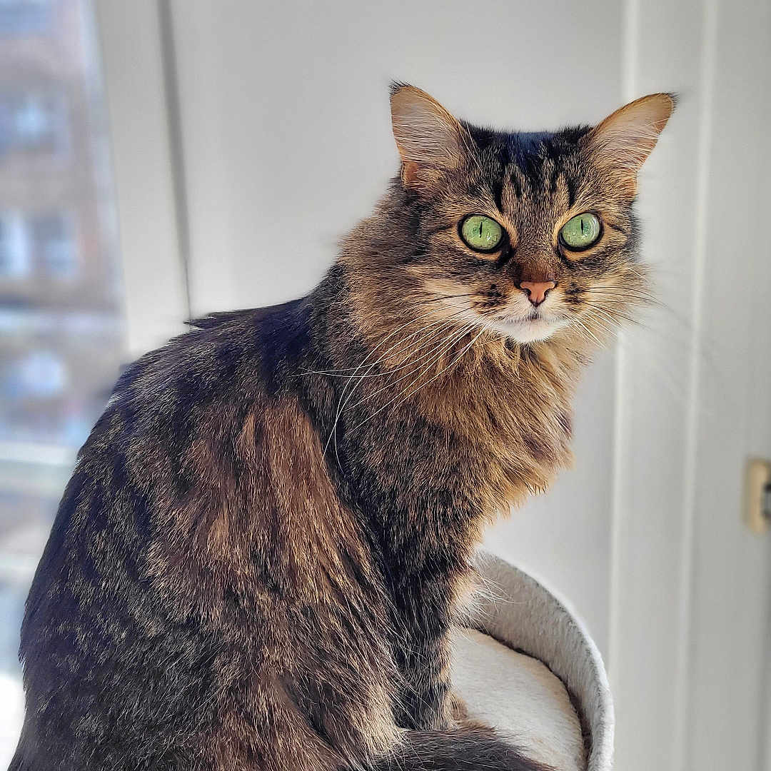 Pacha a rejoint le concours — aidez-le/la à gagner de superbes lots ! animal, cat, cat_tree, cozy, cute, domestic_animal, feline, fluffy, fur, green_eyes, house, indoor, looking, pet, portrait, sitting, tabby, tail, whiskers, window