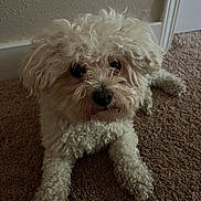 Bowie joined the competition — help win amazing prizes! animal, brown_carpet, canine, carpet, companion, curious, curly_fur, cute, dog, domestic_animal, fluffy, fur, indoor, looking_up, lying_down, mammal, pet, portrait, small_dog, white_dog