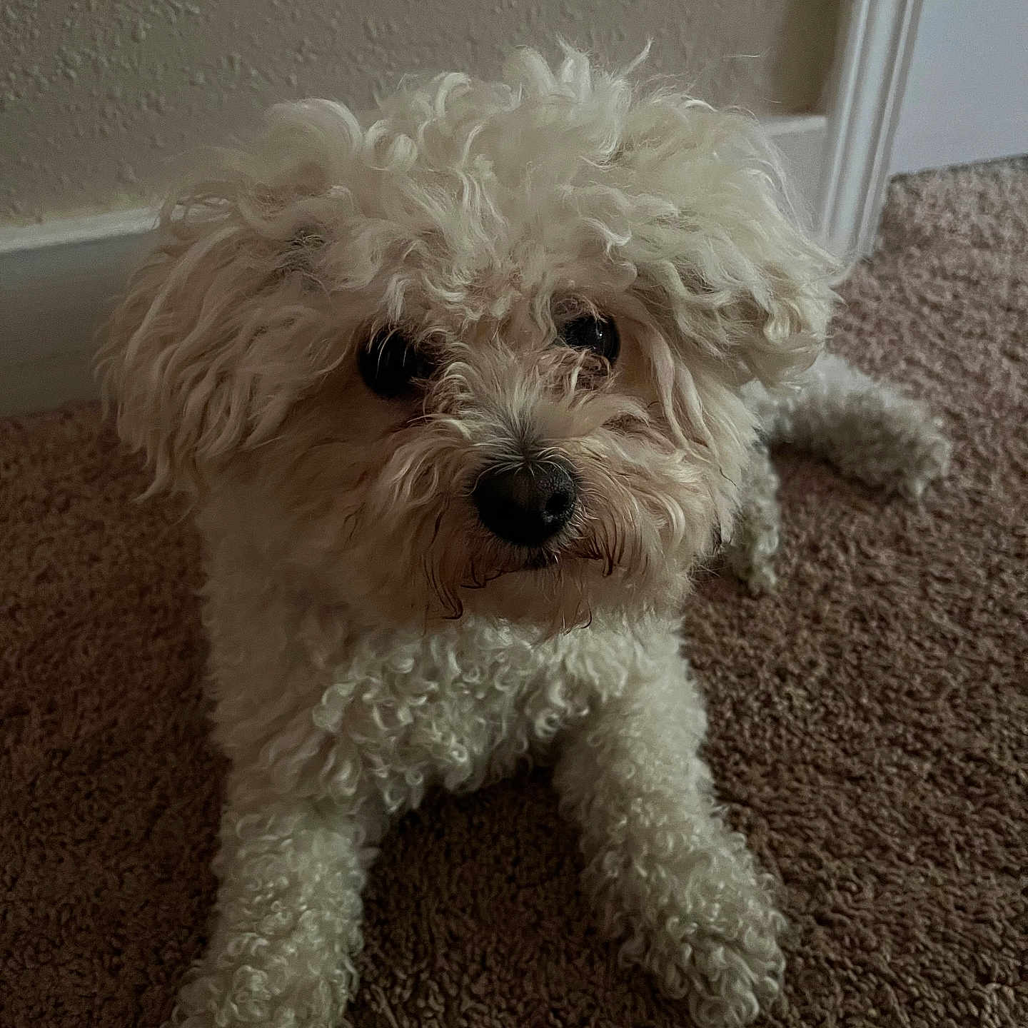 Bowie joined the competition — help win amazing prizes! animal, brown_carpet, canine, carpet, companion, curious, curly_fur, cute, dog, domestic_animal, fluffy, fur, indoor, looking_up, lying_down, mammal, pet, portrait, small_dog, white_dog