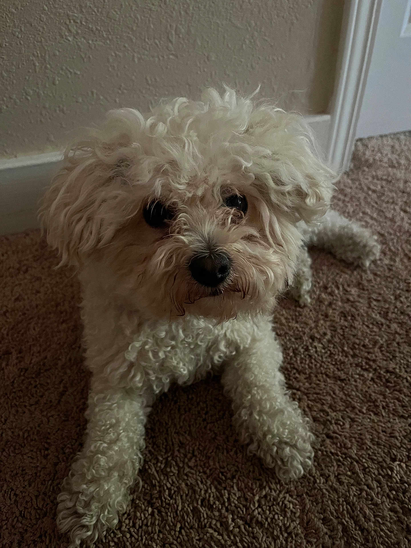 Bowie