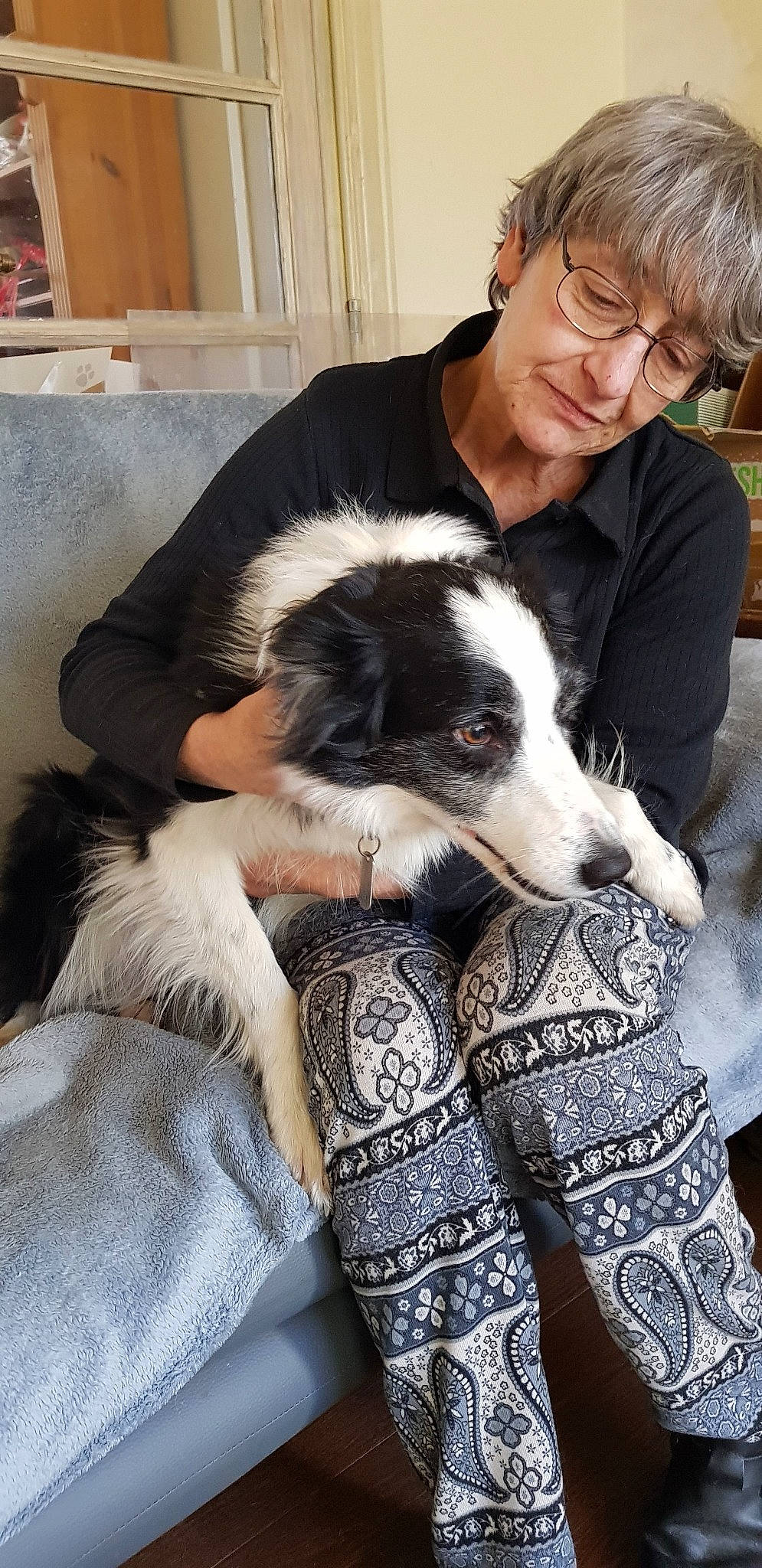 Nala participe au concours pour gagner de l'argent avec cette photo : border_collie, canidae, carnivore, companion_dog, dog, dog_breed, mammal, puppy, silken_windhound, sporting_group, stabyhoun