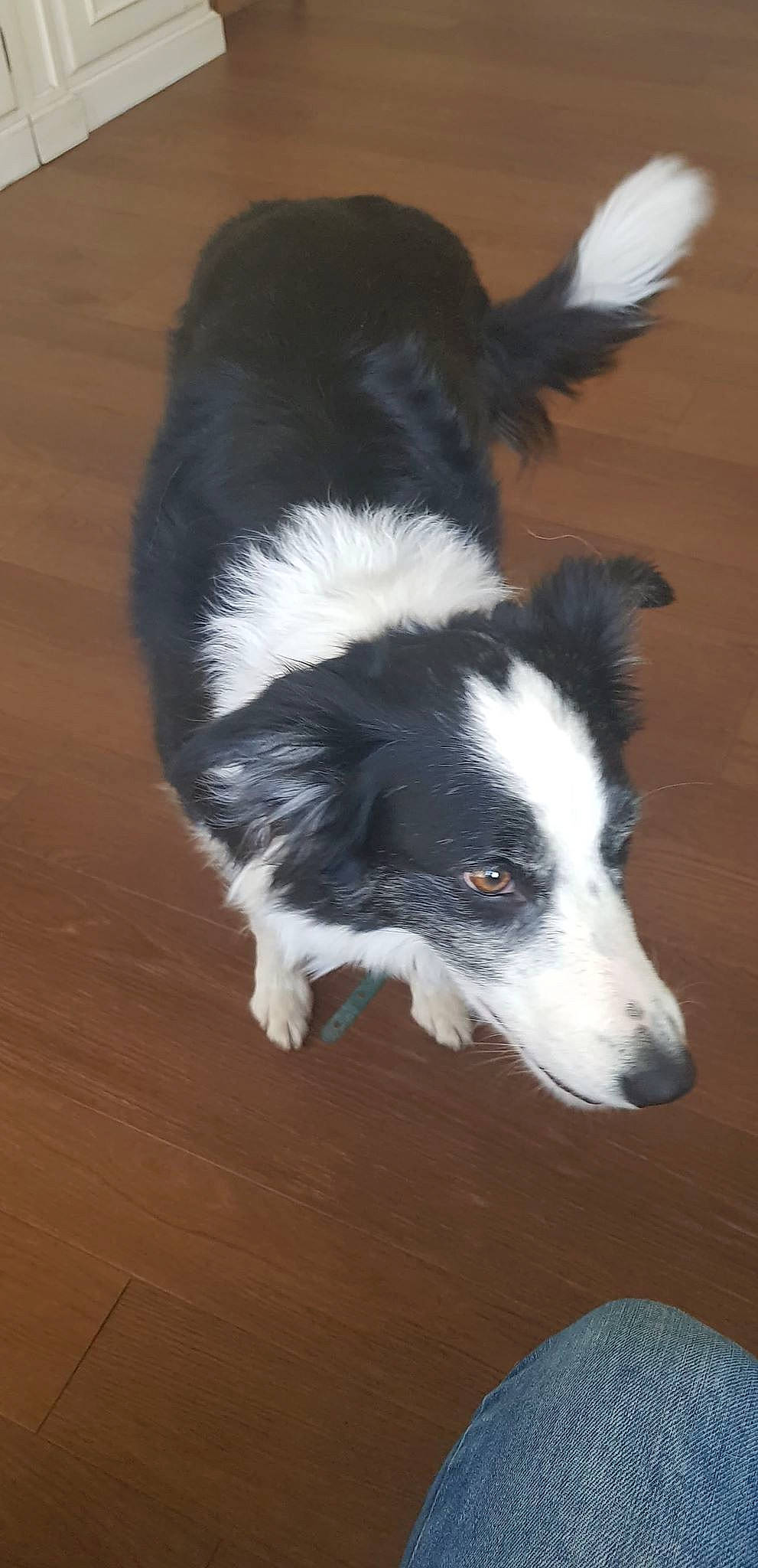 Nala participe au concours pour gagner de l'argent avec cette photo : australian_collie, border_collie, canidae, carnivore, companion_dog, dog, dog_breed, herding_dog, mammal, mcnab, rare_breed_dog, snout, sporting_group, stabyhoun, vertebrate, welsh_sheepdog, working_dog