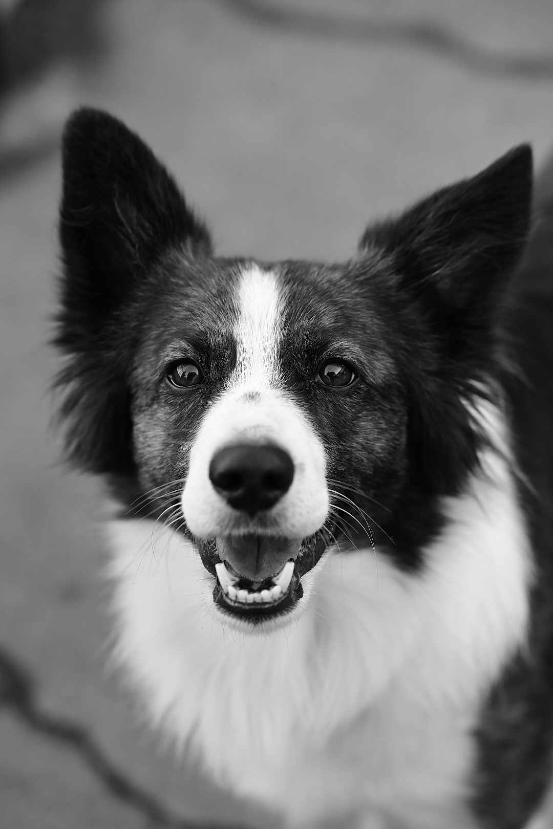 Rango participe au concours pour gagner de l'argent avec cette photo : dog, animal, pet, close_up, black_and_white, portrait, happy, smiling, ears, fur, canine, outdoor, tongue, face, looking_at_camera, muzzle, whiskers, friendly, companion, cute
