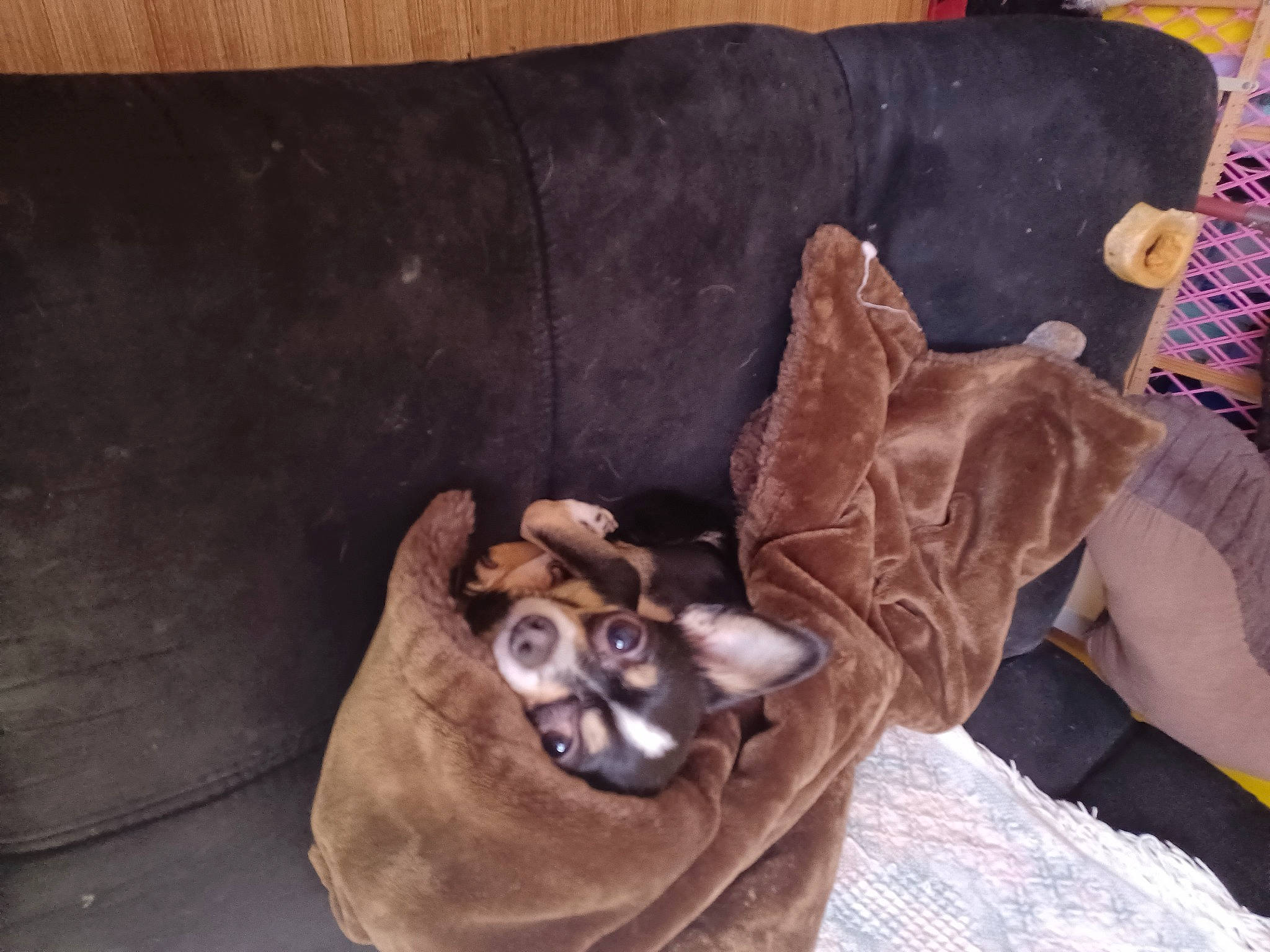 Castiel is registered to the contest to win money with this photo: canidae, carnivore, comfort, companion_dog, couch, dog, dog_breed, domestic_short_haired_cat, fawn, felidae, fur, linens, paw, small_to_medium_sized_cats, sporting_group, tail, toy_dog, whiskers, wood, working_animal