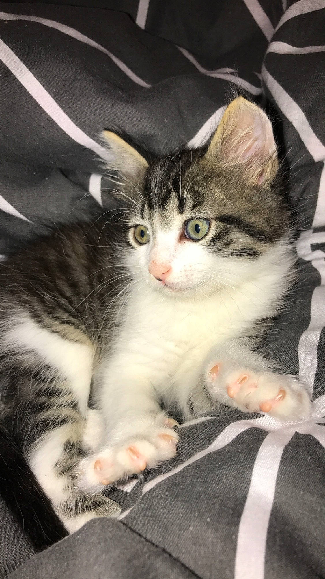 Ako a rejoint le concours — aidez-le/la à gagner de superbes lots ! aegean_cat, american_shorthair, american_wirehair, asian, carnivore, cat, domestic_short_haired_cat, european_shorthair, felidae, kitten, mammal, norwegian_forest_cat, polydactyl_cat, small_to_medium_sized_cats, tabby_cat, vertebrate, whiskers