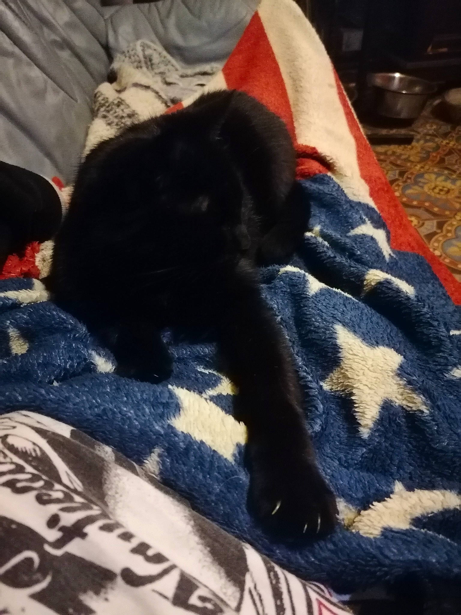 Mirette participe au concours pour gagner de l'argent avec cette photo : bed, bedding, bombay, canidae, carmine, carnivore, comfort, companion_dog, dog_breed, electric_blue, felidae, fur, grey, human_leg, linens, pattern, small_to_medium_sized_cats, tail, textile, tints_and_shades