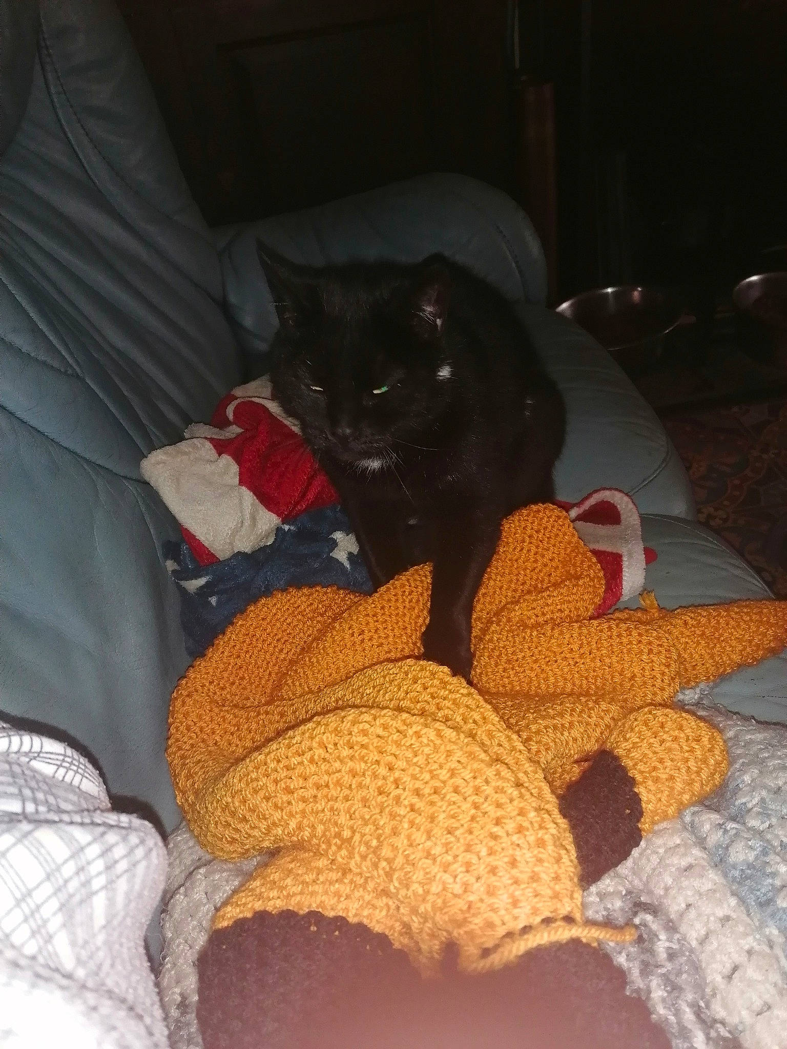 Mirette a rejoint le concours — aidez-le/la à gagner de superbes lots ! bed, bedding, car_seat, carnivore, cat, comfort, couch, domestic_short_haired_cat, fawn, felidae, fur, human_leg, lap, linens, nap, room, small_to_medium_sized_cats, tail, thigh, whiskers