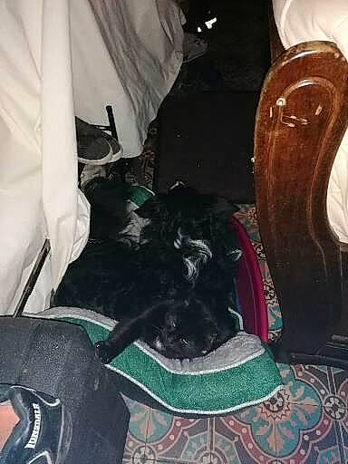 Mirette a rejoint le concours — aidez-le/la à gagner de superbes lots ! bag, black, boot, carnivore, comfort, dog_breed, fashion_accessory, felidae, fur, human_leg, luggage_and_bags, small_to_medium_sized_cats, sneakers, sporting_group, sportswear, tail, textile, thigh, vertebrate, whiskers