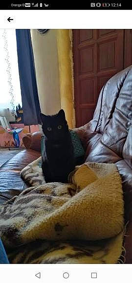 Mirette participe au concours pour gagner de l'argent avec cette photo : black_cat, carnivore, cat, comfort, curtain, domestic_short_haired_cat, felidae, floor, flooring, fur, grey, hardwood, linens, mammal, room, small_to_medium_sized_cats, tail, whiskers, window, wood